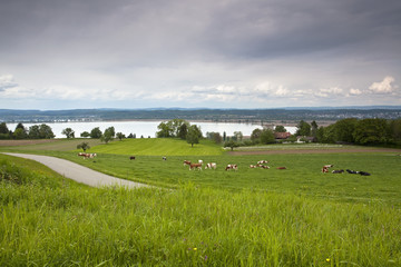 Kuhweide