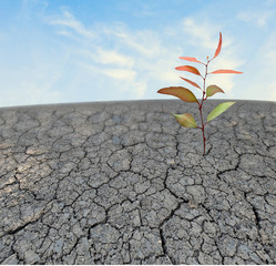 seedling growing from barren land
