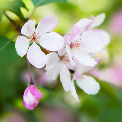 Beautiful spring blossom close-up