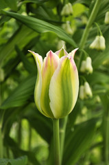 Beautiful Tulip on Flower Bed