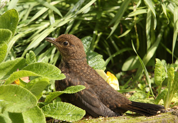 Young Blackbird in Springtime
