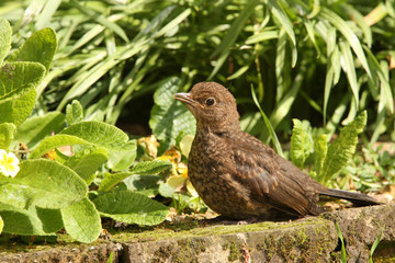 Young Blackbird in Springtime