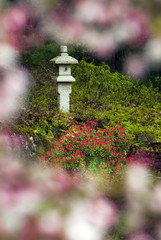 Japanese lantern in spring