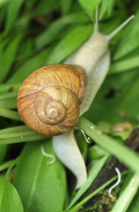 Weinbergschnecke