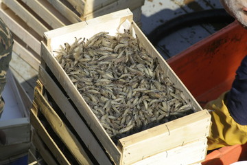 crevettes grises © lainon
