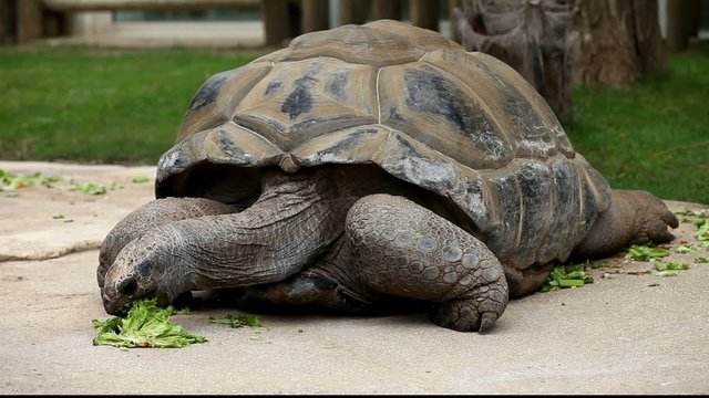 tortue