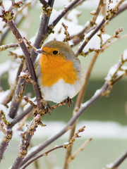European red robin and snow perched in a bush with snow on the beak and a garden fence in the background