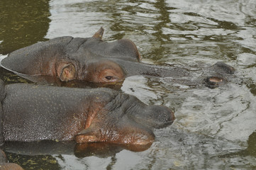 Fototapeta na wymiar Têtes d'hippopotames