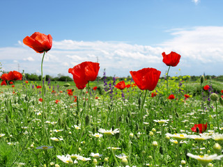 Fototapeta premium poppy field