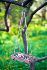 bird feeder hanging on the tree branch