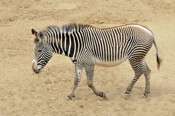 Fototapeta na wymiar Imperial Zebra Grevy