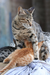 Protective cat guarding while kittens eating
