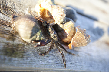 joy crab