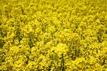 Rapsblüten