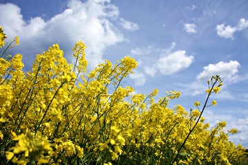 Rapsblüten im Frühling