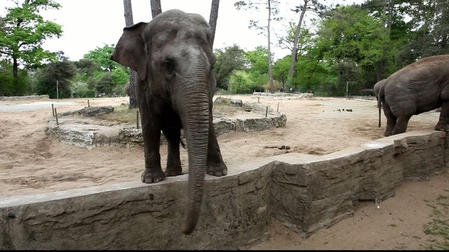 &eacute;l&eacute;phant