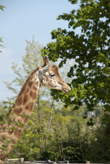 La girafe
