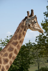 La girafe
