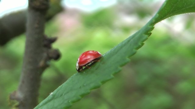 Coccinella in relax