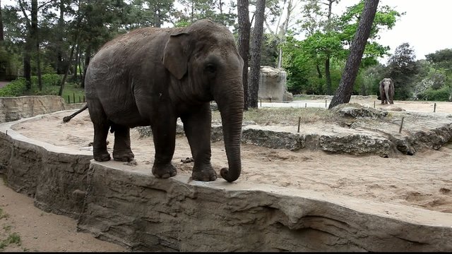 &eacute;l&eacute;phant