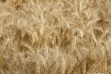 field of wheat ready for harvest