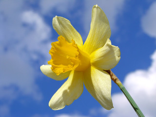 single daffodil against blue sky © DLeonis