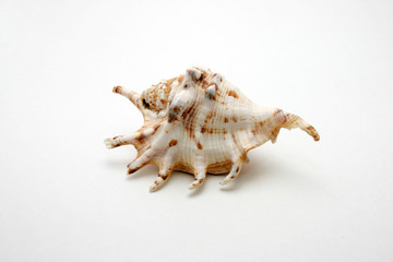 Fototapeta premium Ornamental shell or trumpet shell with horns in white