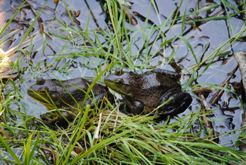 Two Frogs in a Pond