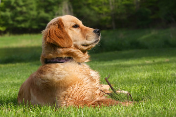 Golden Retriever Laying In Grass Profile