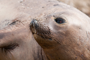 Female Elephant Seal.