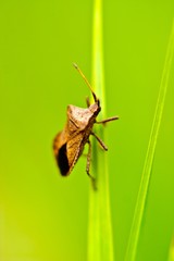 insect