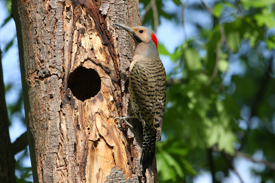 Northern Flicker Male(yellow shafted)