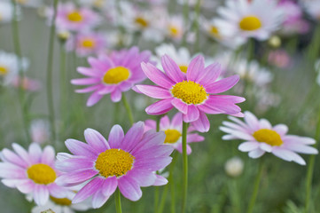 Fototapeta premium ピンクのマーガレット