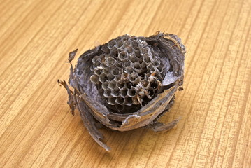 Small wasp leave own  comfortable  architectural nidus