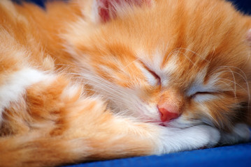 Red kitten is sleeping