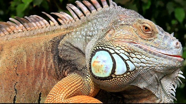 leguan