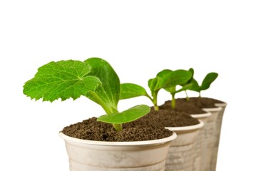 small young plants isolated on a white background