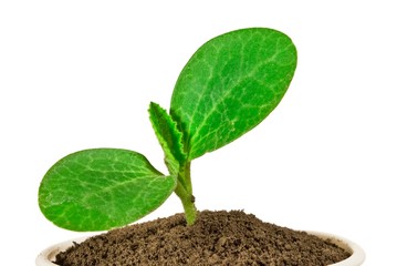houseplant isolated on a white background