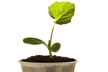 green plant on a white background