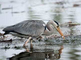 Grey Heron (ardea cinerea) catching fish