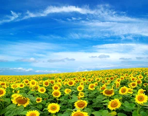 Acrylic prints Sunflower sunflower field