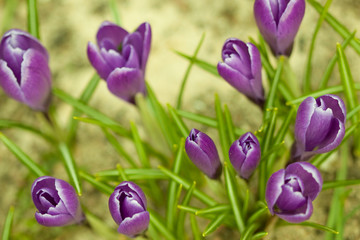 Beautiful violet spring flower in garden