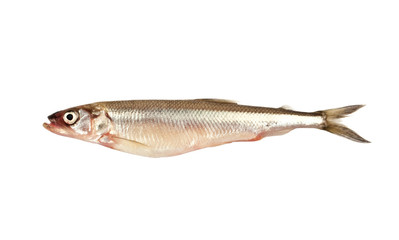 smelt isolated on white background