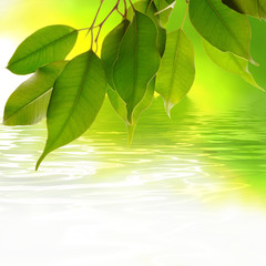 Fototapeta na wymiar feuilles au bord de l'eau