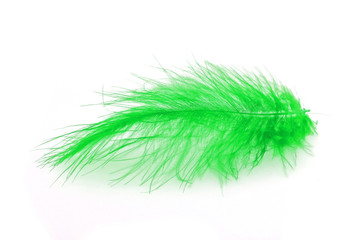 green feather over white background