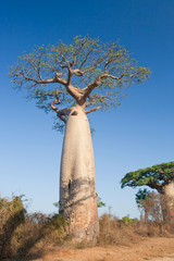 Fototapeta na wymiar Baobab drzew