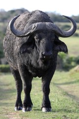 African Buffalo