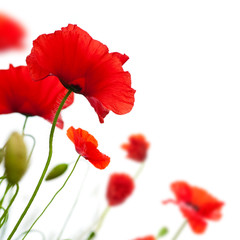 poppies isolated on white background- border angle of page