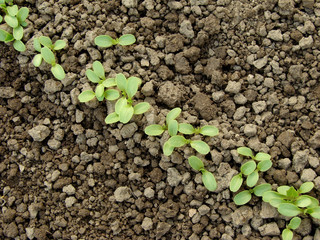 lettuce growing on the vegetable bed