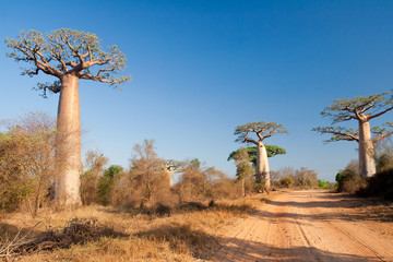 Fototapeta na wymiar Drzewa Baobab